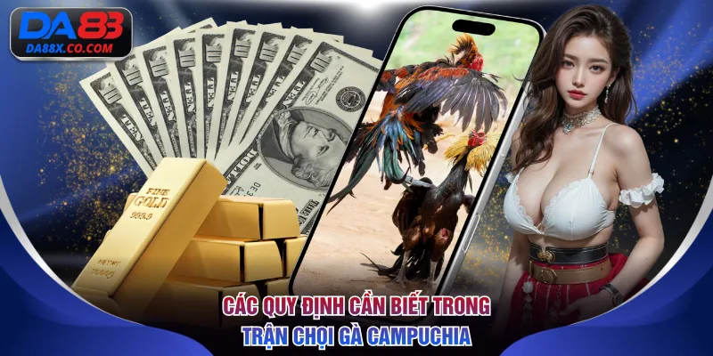Các quy định cần biết trong trận chọi gà Campuchia