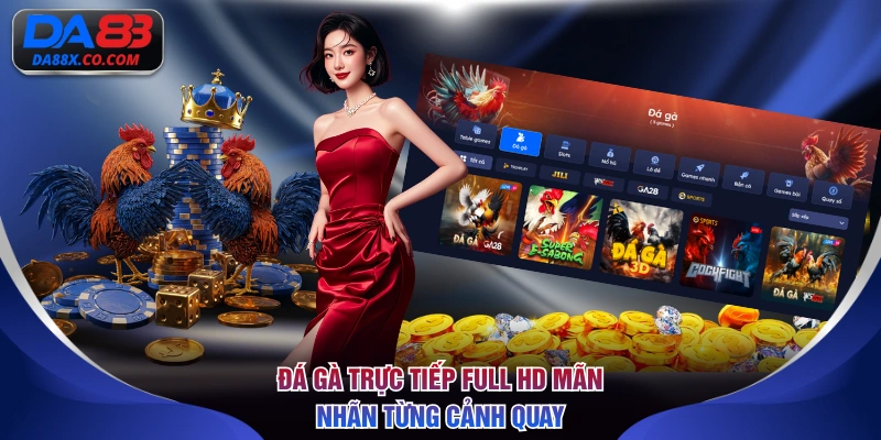 Đá gà trực tiếp full HD mãn nhãn từng cảnh quay