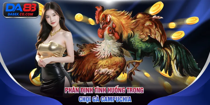 Phân định tình huống trong chọi gà Campuchia